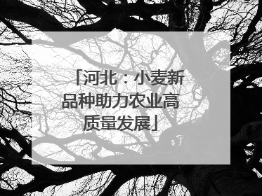 河北：小麦新品种助力农业高质量发展
